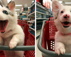 Watch How Excited This Pup Gets – In A Target Store!