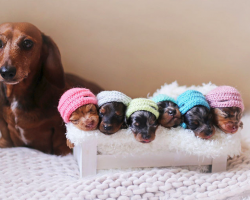 Sausage Dog And Her 6 Mini Sausages Pose For The Cutest Family Photoshoot