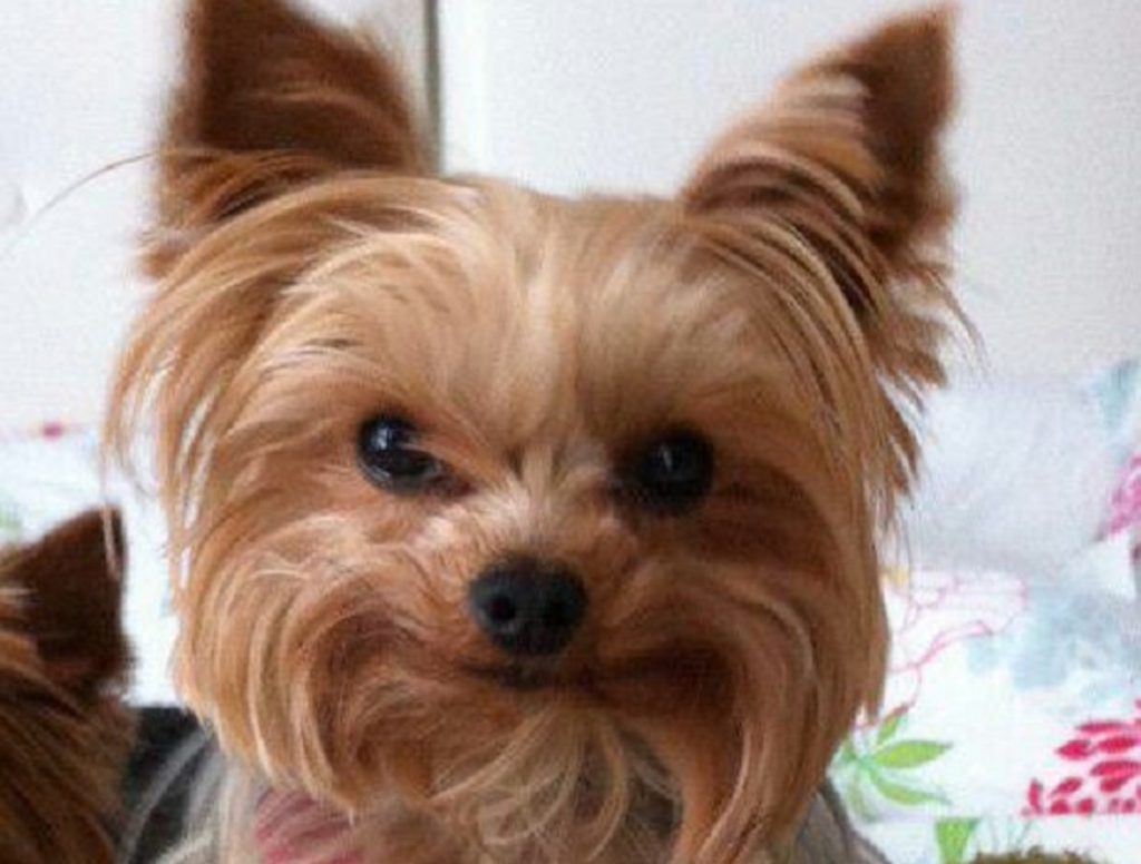 14 Things That Make Yorkies Happy