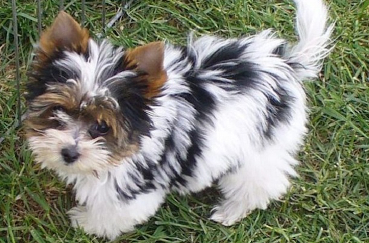 14 Unreal Yorkshire Terrier Cross Breeds You Have To See To Believe