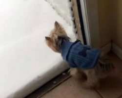 Yorkie needing to do her business – Her reaction when she meets snow has everyone in stitches