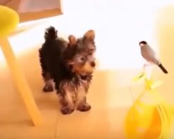 This Yorkshire Terrier Became Best Friends With A Bird