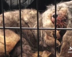 Dog Looks Like Lifeless Ball Of Fur Until She Lifts Her Head For Rescuers