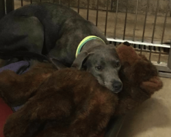 1-Yr-Old Dog Who Lost Everything Clings To Teddy Bear After Being Abandoned At Shelter