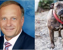 US Congressman Steve King believes dog fighting should be LEGAL! Voice Your Outrage!