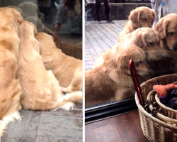 17 Times Retrievers Cemented Themselves As The Best Dogs Ever