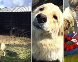 Her 7 puppies died in a fire – now watch when she meets a litter of 8 orphans