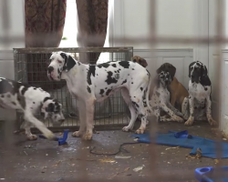 More Than 80 Great Danes Rescued From Cruelty In New Hampshire