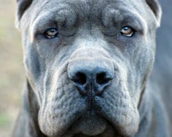 14 Dog Breeds Blacklisted by Insurance Companies
