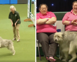 Rescue Dog’s Agility Course Fail Makes For The Most Memorable Performance