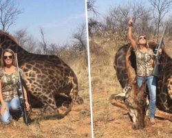 American Hunter Posing With A Dead Rare Black Giraffe She Just Shot
