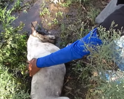 Dog Found Lying In A Field Can Barely Lift Her Head To See Her Rescuers