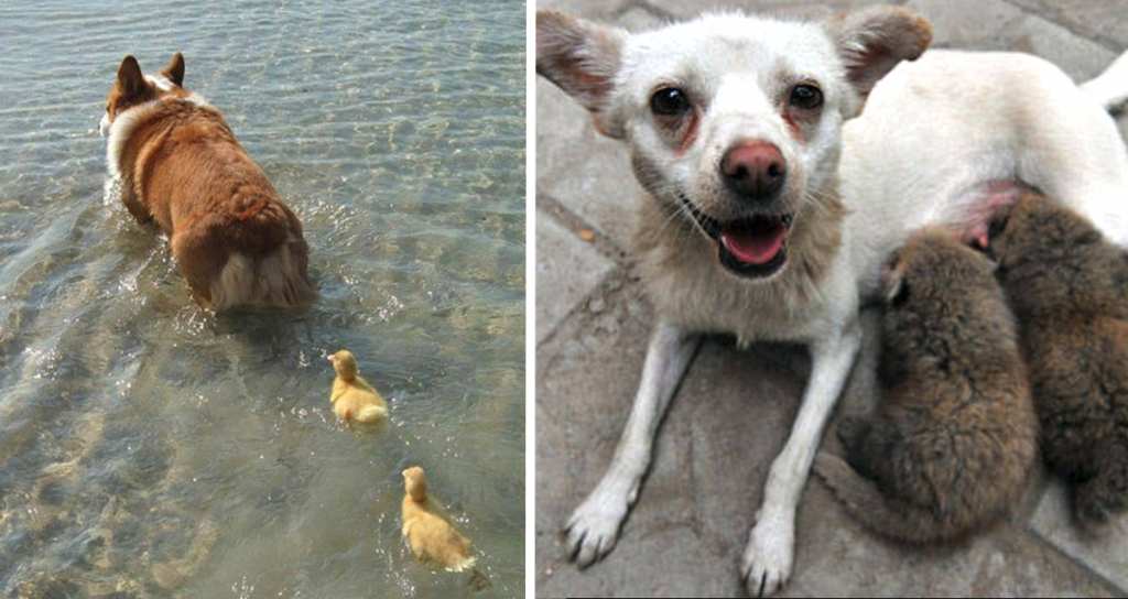 15 Acts Of Kindness In The Animal Kingdom That Prove Animals Are The Best