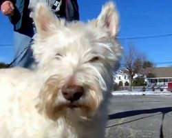 This Little Dog Gets An Officer’s Attention. Then Led Him To A Rescue That Had Everyone Astounded