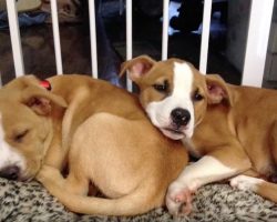 Two Puppy Brothers Left In Shelter Reunite After Four Months Thanks To Special Adoption
