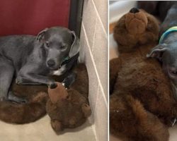 Young Dog Dumped At Crowded Shelter Clings To Her Teddy Bear For Comfort