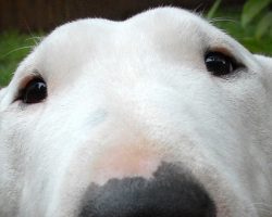 12 Reasons Why Bull Terriers Are The Most Dangerous Pets