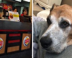 Burger King’s Act Of Kindness For Dying Dog Goes Viral
