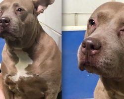 Sad Pit Bull Filmed ‘Crying’ At Shelter After Being Used For Breeding Then Dumped