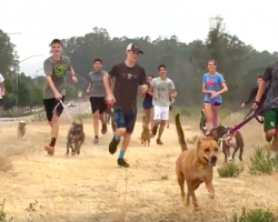 High School Cross Country Team Helps Shelter Dogs By Taking Them Along On Runs