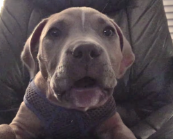 Fussy Puppy Is All Riled Up, But Dad Calms Him With His Soothing Words