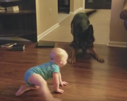 Dog And Baby Engage In A Game Of Chase That Leaves Mom With No Choice But To Record