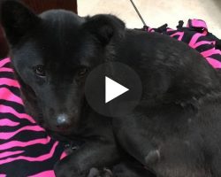 Dog Rescued From Meat Farm Who Slept Sitting Up Gets Her First Real Bed