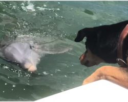 Dog Spots Dolphin Swimming Up To Boat, Begins Game That’s Lighting Up The Internet
