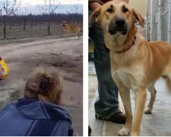 Loyal Dog Is Abandoned On Dirt Road, Then Rescuer Exposes The ‘Heartless Scumbag’ On Facebook