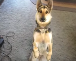 Clever Dog Finds Most Dramatic Way To Play Dead When Dad Yells ‘Bang!’