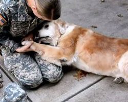 Elderly Dog Cries When Her Best Friend Returns From The Army