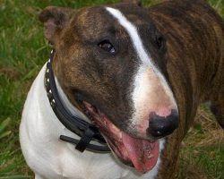 12 Realities That New English Bull Terrier Owners Must Accept