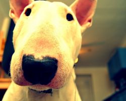 87 Most Popular Bull Terrier Dog Names
