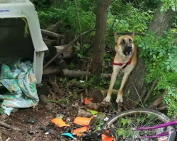 German Shepherd Tied In Woods Left With Empty Bowls And Crate For Survival