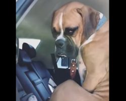 Giant Pup Thinks He’s A Little Kid When Mom Says Get In The Car