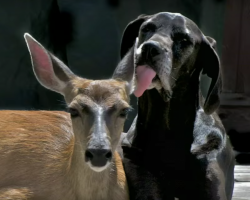 Great Dane And Deer Share The Most Unique Friendship