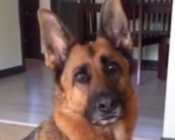 Caring German Shepherd Dog Thinks Bunny Rabbit Is Her Baby And It’s Beyond Adorable