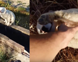 Homeless Dog Is Thrilled To Finally Feel The Love Of A Human