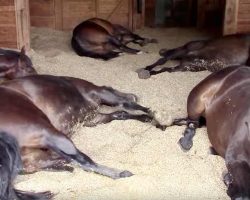 Farmer hears weird sounds coming from stable – moment she opens door she meets the unexpected