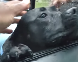 Hungry Dog Wanders Up To Stranger’s Car, Man Then Makes The Mistake Of Offering Food