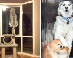 19 Pics That Prove Huskies Are A Little Different From Other Dogs