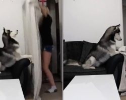 Husky Has The Most Adorable Reaction To His Mom’s Magic Trick