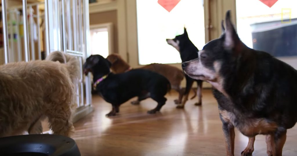 Inside a Dog Retirement Home Where Senior Dogs Find A Loving Home For Life