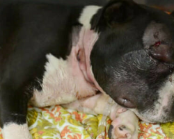 Puppy escapes dog fighting circuit and collapses on woman’s porch – then makes amazing transformation