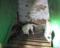 Someone Bought A House And Found A Pit Bull Chained Up In The Basement