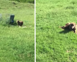 Abandoned In The Middle Of Nowhere With A Broken Leg, Dog Hears A Kind Voice Calling Him