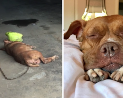 Dog Who Spent 8 Years Chained To A Wall Still Wagged Her Tail When Rescuers Approached
