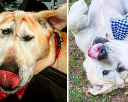 Dog With Facial Deformity Can’t Get A Home, But The Perfect Person Sees His True Beauty