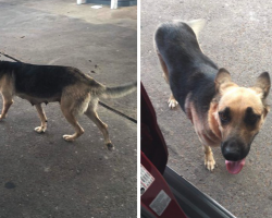 Dog Abandoned At Gas Station Wanders Up To Stranger And Kindly Asks For Help