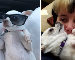 17 Reasons You Should Never Even Think About Adopting A Chihuahua